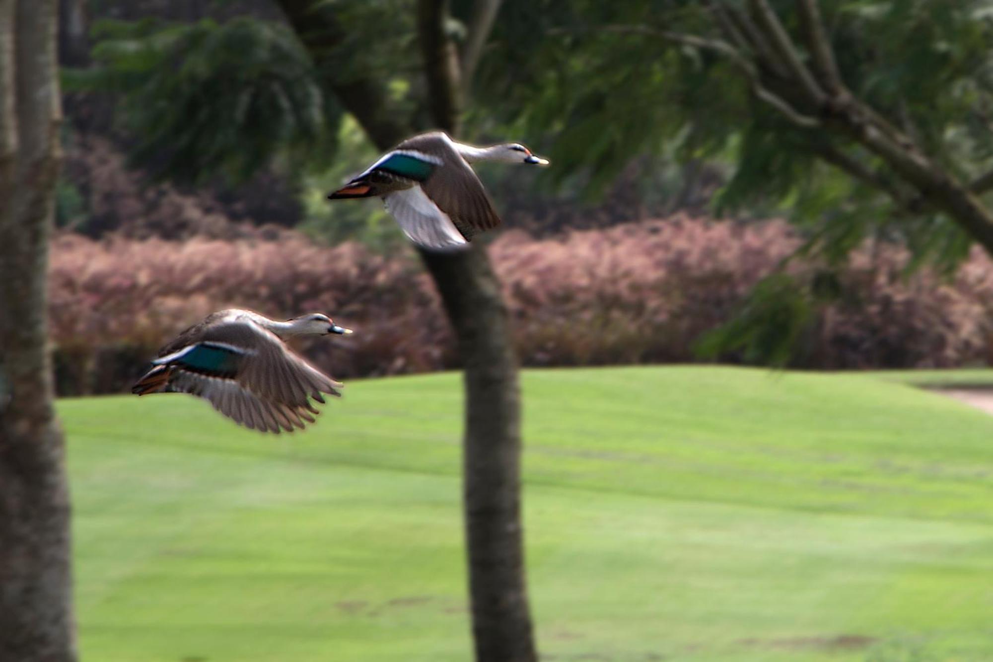 Oxford Golf Resort Pirangut Luaran gambar